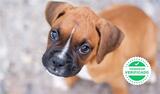 Mil Anuncios Com Cachorros Boxer Compra Venta De Boxers Cachorros Boxer Anuncios Con Fotos De Boxers Cachorros Boxer Perros Boxer Cachorros Boxer